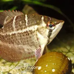Cherry Chocolate Gourami, photo 1
