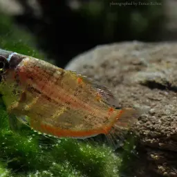 Cherry Chocolate Gourami, photo 2