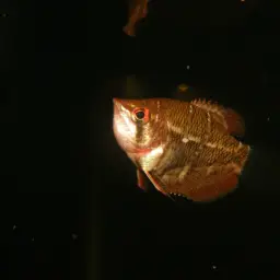 Cherry Chocolate Gourami, photo 3