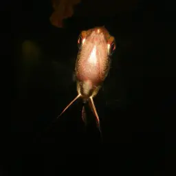 Cherry Chocolate Gourami, photo 4