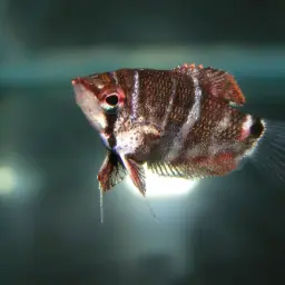 Cherry Chocolate Gourami, photo 7