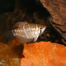Cherry Chocolate Gourami, photo 8