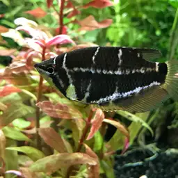 Cherry Chocolate Gourami, photo 9