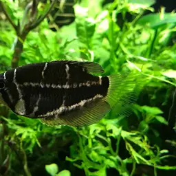Cherry Chocolate Gourami, photo 10