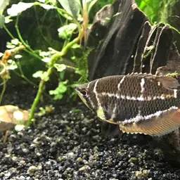 Cherry Chocolate Gourami, photo 11