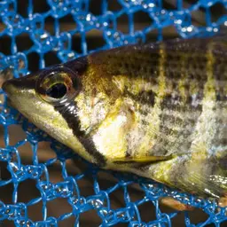Cherry Chocolate Gourami, photo 12