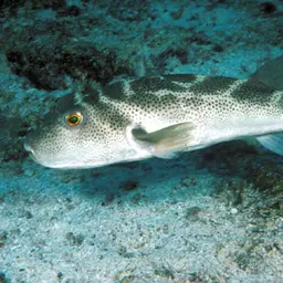 Bullseye Puffer