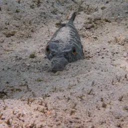 Bullseye Puffer, photo 2