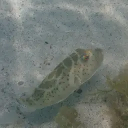 Bullseye Puffer, photo 3