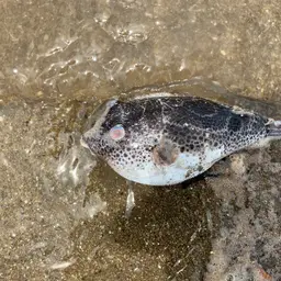 Bullseye Puffer, photo 4