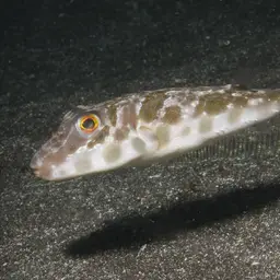 Guinean Puffer