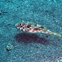 Guinean Puffer, photo 2