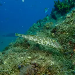 Guinean Puffer, photo 3