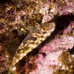 Guinean Puffer, photo 4