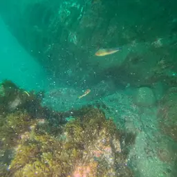 Guinean Puffer, photo 6