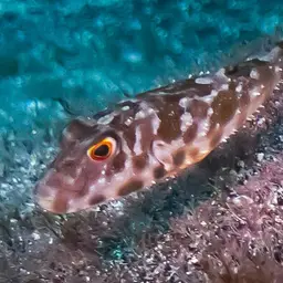 Guinean Puffer, photo 7