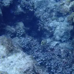 Guinean Puffer, photo 8