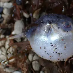 Guinean Puffer, photo 9