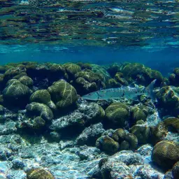 Commerson's Sea Pike, photo 2