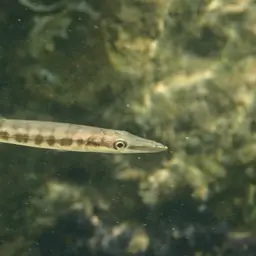 Commerson's Sea Pike, photo 3