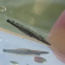 Commerson's Sea Pike, photo 4