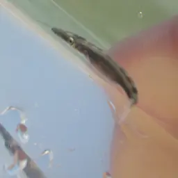 Commerson's Sea Pike, photo 5