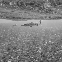 Commerson's Sea Pike, photo 7