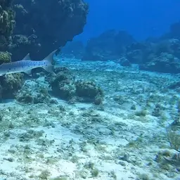 Commerson's Sea Pike, photo 8