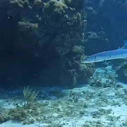 Commerson's Sea Pike, photo 9
