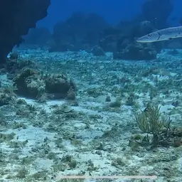 Commerson's Sea Pike, photo 10