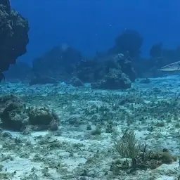 Commerson's Sea Pike, photo 11