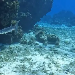 Commerson's Sea Pike, photo 12