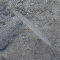 Southern Sennet, photo 5