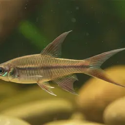 Spiketail Paradise Fish, photo 12