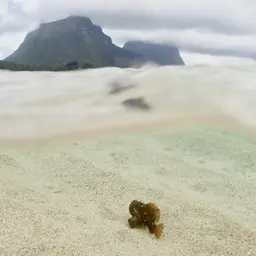 Hairy Frogfish
