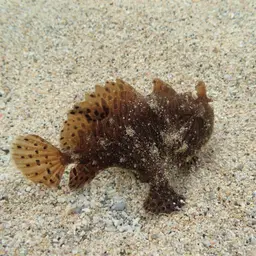 Hairy Frogfish, photo 2