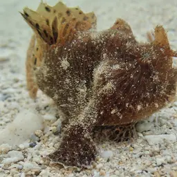 Hairy Frogfish, photo 3