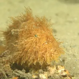 Hairy Frogfish, photo 4