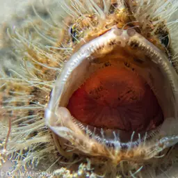 Hairy Frogfish, photo 5