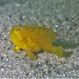 Hairy Frogfish, photo 6