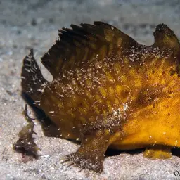 Hairy Frogfish, photo 7