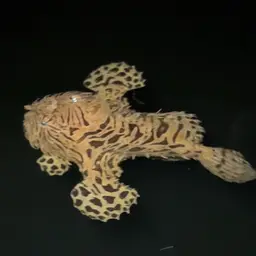 Hairy Frogfish, photo 9