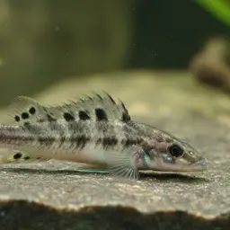Spotfin Goby Cichlid, photo 8