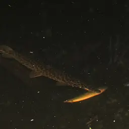 Spotfin Spiny Eel, photo 1