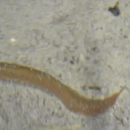 Spotfin Spiny Eel, photo 2