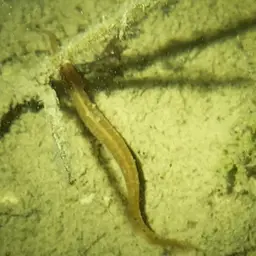 Spotfin Spiny Eel, photo 3