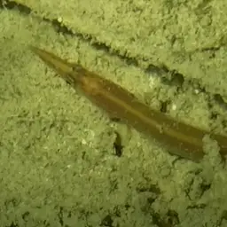 Spotfin Spiny Eel, photo 4