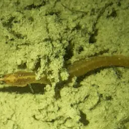 Spotfin Spiny Eel, photo 5