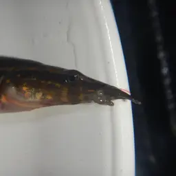 Spotfin Spiny Eel, photo 6