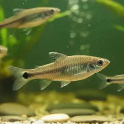 Spottail Killifish, photo 1